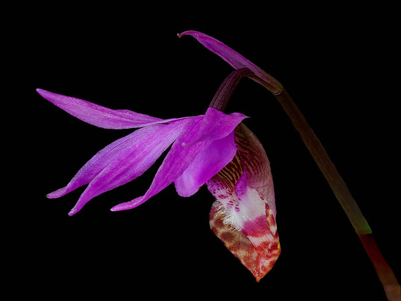 Calypso Orchid - Neil O'Hara