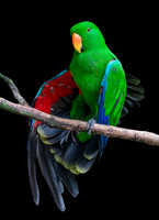 Eclectus Parrot - Ken Salzman