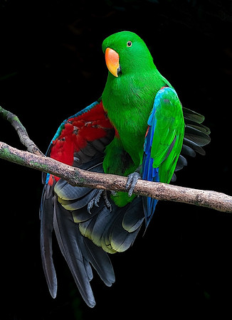 Eclectus Parrot - Ken Salzman