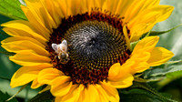 Bee and Sunflower - Ron Edman