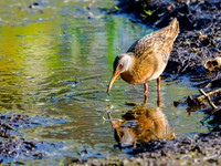 Virginia Rail_Neil O'Hara