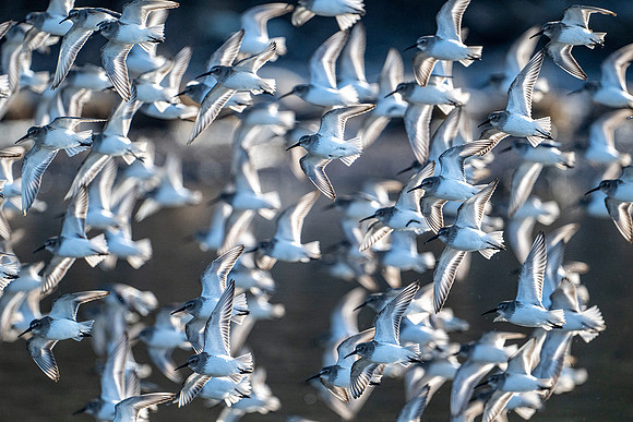 Dunlin Dance - Bob Butterfield