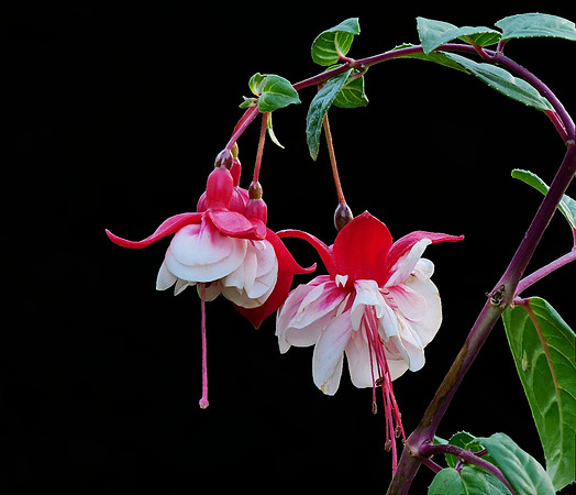 2-27~Flowers~Red and White~Stephen Frye