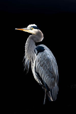 Great Blue Portrait - Roger Patterson
