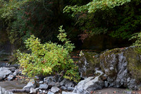 Little North Santiam - Jay Raney