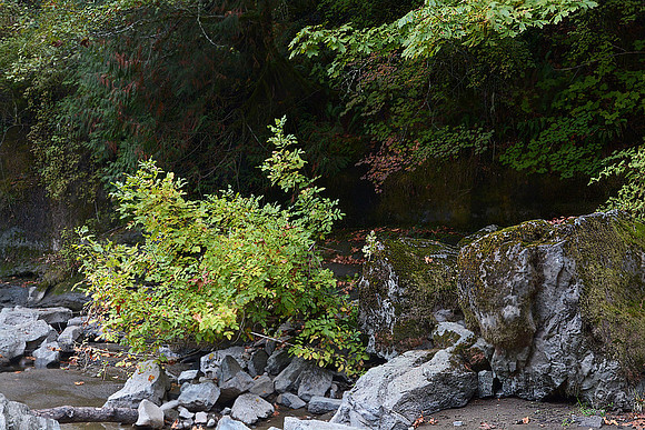 Little North Santiam - Jay Raney