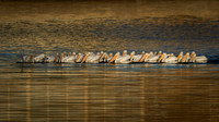 White Pelicans Fishing at Dawn - Ron Edman