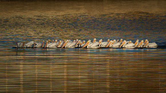 White Pelicans Fishing at Dawn - Ron Edman