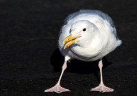 Gull at Work - Stephen Frye