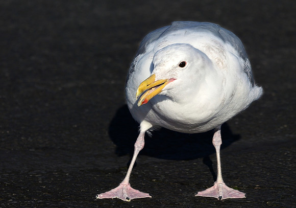 Gull at Work - Stephen Frye