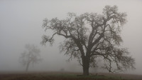 Oak Silhouettes in Fog - Ron Edman