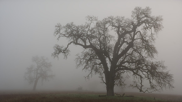 Oak Silhouettes in Fog - Ron Edman