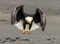 Raptor - Ken Salzman