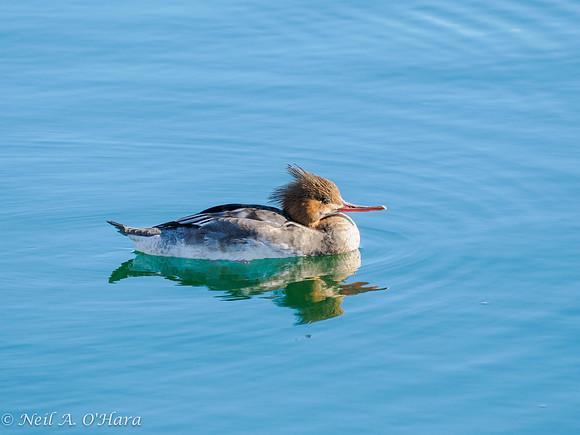 Red-breasted merganser - Neil O'Hara