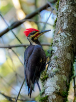 Pileated Woodpecker - Neil O'Hara