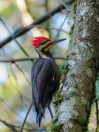 Pileated Woodpecker - Neil O'Hara
