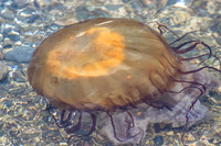 Jellyfish - Roger Patterson