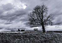 Monochrome at the Tulip Festival - Ken Salzman
