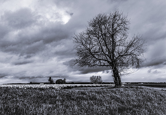 Monochrome at the Tulip Festival - Ken Salzman