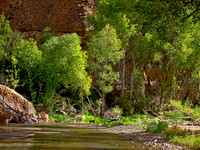 Deer in Aravaipa Canyon - Suzy Clemenz