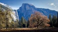 Morning in Yosemite Meadow - Ron Edman