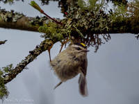 Golden-crowned Kinglet - Neil O'Hara