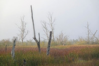 Wiley Slough - Jay Raney