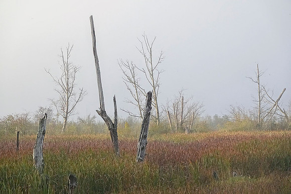Wiley Slough - Jay Raney