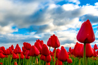 RGB Tulips - Ken Salzman