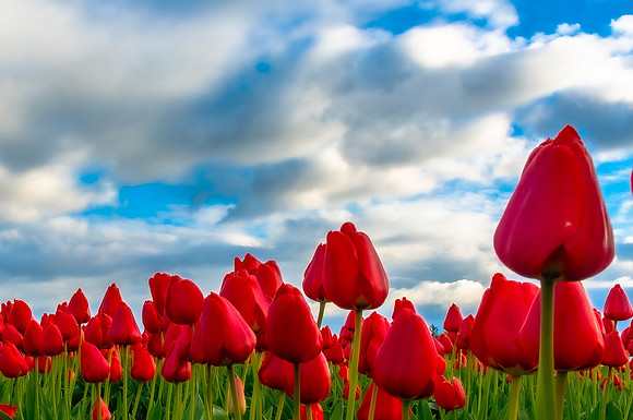 RGB Tulips - Ken Salzman