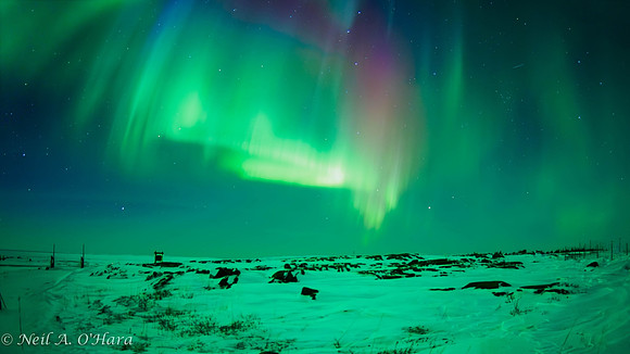 Aurora Splendor - Neil O'Hara
