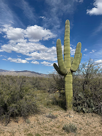 Desert Scene - Roger Iverson