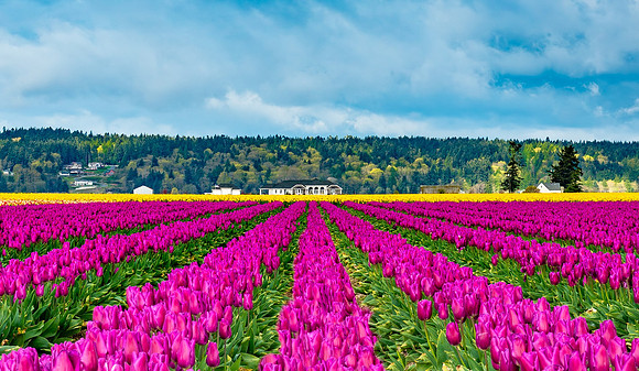 Geometric Tulips - Ken Salzman