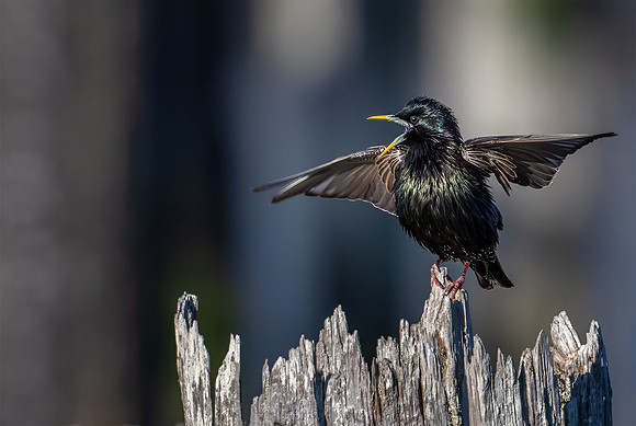 European Starling - Lee Dygert