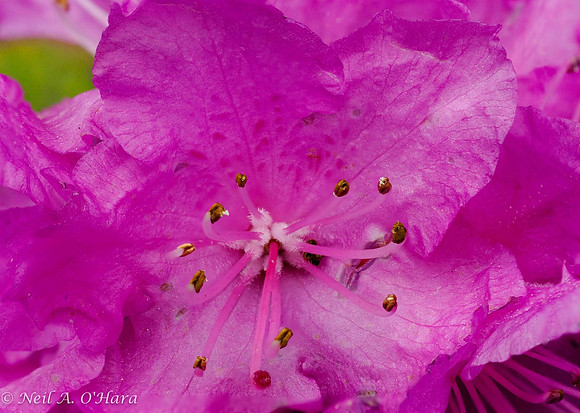 PJM Rhododendron - Neil O'Hara