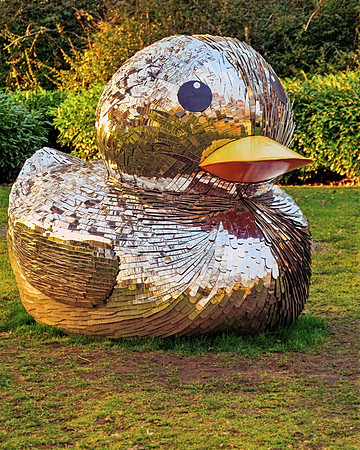 Disco Duck - Stephen Frye
