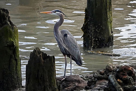 Everett Heron Rookery - Jay Raney