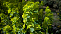 Euphorbia - Cathey Frederick