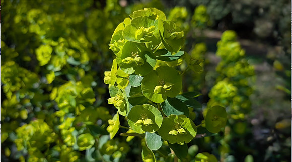 Euphorbia - Cathey Frederick