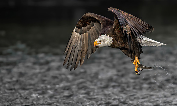 Nooksack 12212016 (296)-1-1