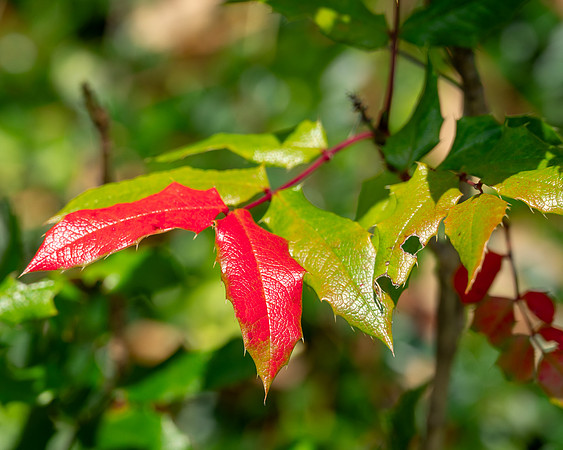 Red & Green - Ramona Hammerly