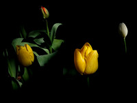 Tulip Festival - Jay Raney