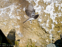 Black Phoebe - Neil O'Hara