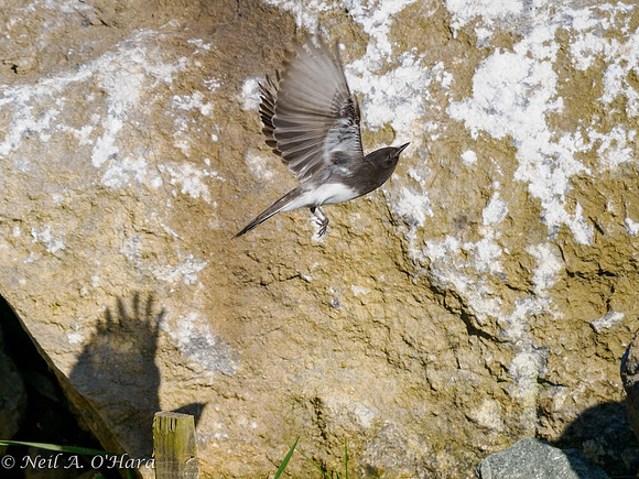 Black Phoebe - Neil O'Hara