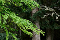 Meerkerk Gardens - Jay Raney