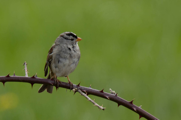 Distant Sparrow - Roger Patterson