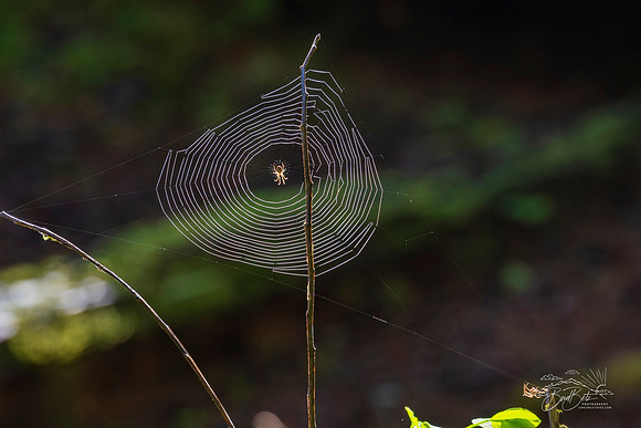 Backlit Spider Web - Bud Betz