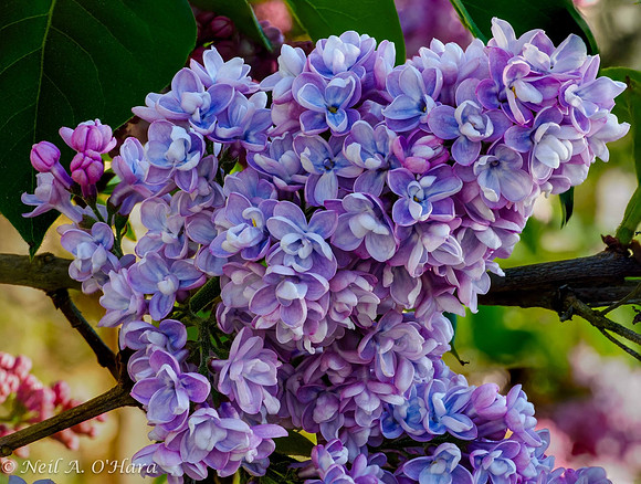 Lilac - Neil O'Hara