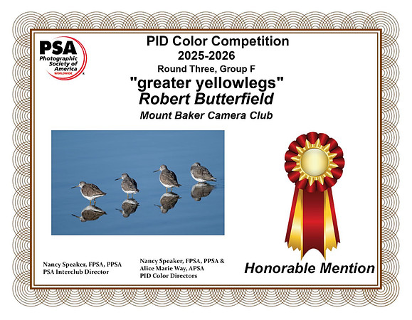 O-15)~open~greater yellowlegs~Bob Butterfield