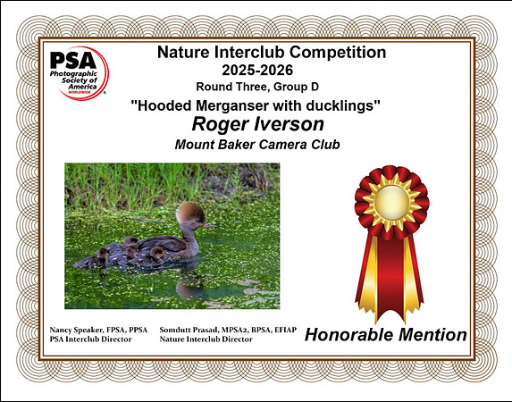 N-06)~Nature~Hooded Merganser with ducklings~Roger Iverson
